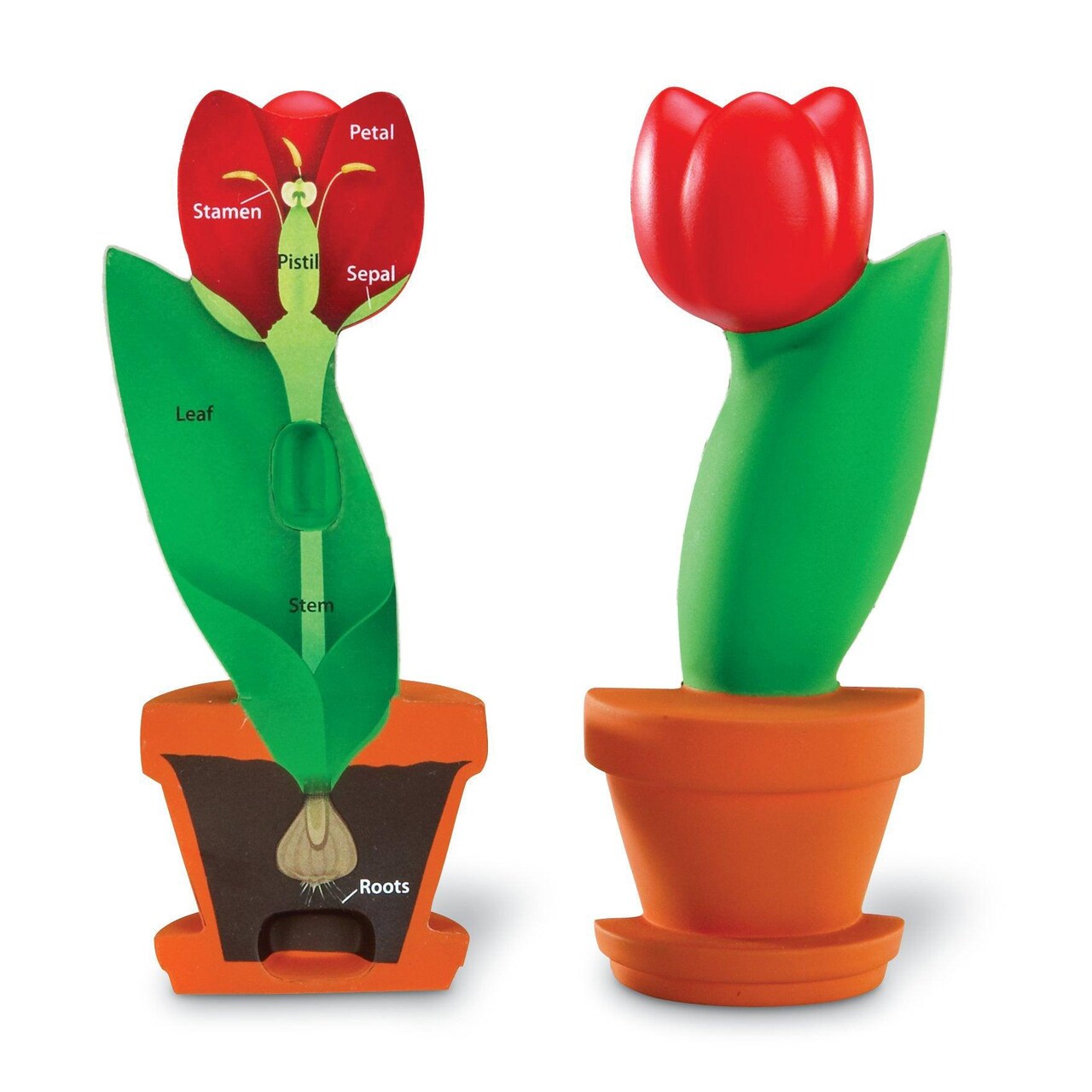 Cross-Section Flower Model, Classroom Foam Demonstration Model, Teaching Aids, 2 Piece Model, Grades 2+, STEM, Ages 7+